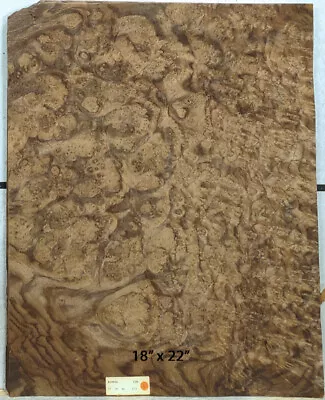 Walnut Burl Wood Veneer 18  X 22  Raw No Backing 1/42  Thickness AAA Grade #138 • $85