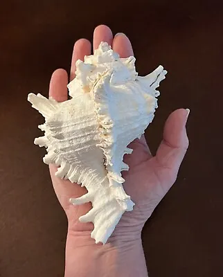 Large White Murex Ramosus Natural Real Conch Seashell Shell Aquarium Decor 6” • $14.99