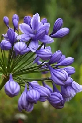 New!  Agapanthus Alice Double 2 Years Old In 9cm  Pot Limited In Stock • £11