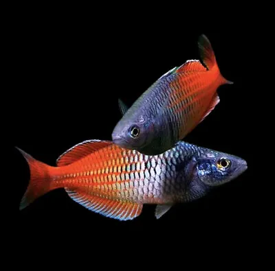 6 X Red Boeseman's Rainbowfish Melanotaenia Boesemani «Red» Bright Fish • £29.99