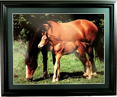 Mare And Colt Picture Western Cowboy Horses  Matted Framed 16x20 • $67.95