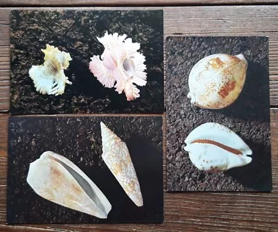 Set Of 7 British Museum (Natural History) London Postcards - Rare Shells • £5.20