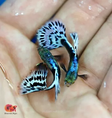 $35.70 • Buy 1 Trio - Purple Mosaic Guppy VIP - Live Aquarium Fish - Quality Top Grade A+++