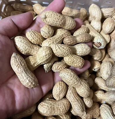 35+SEEDS-Virginia Jumbo Peanut Seeds-Heirloom-Open Pollinated • $8.99