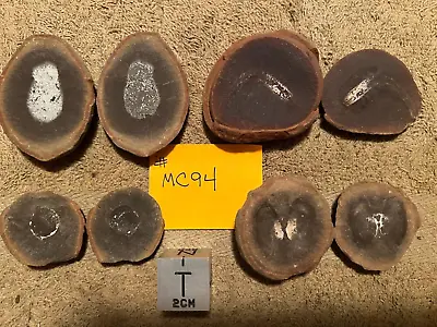 Mazon Creek Fossils  4 Pairs  #MC94 Clam Scallop Worm Jellyfish ! ! See Pics • $45