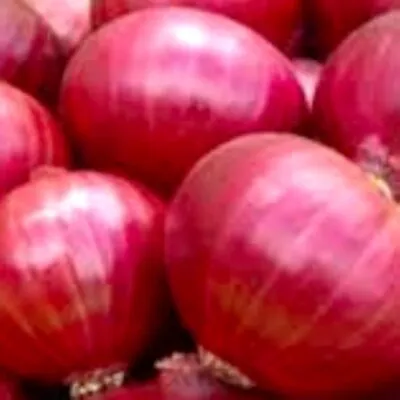 Red Creole Onion Seeds | NON-GMO | Heirloom | Fresh Garden Seeds • $1.60