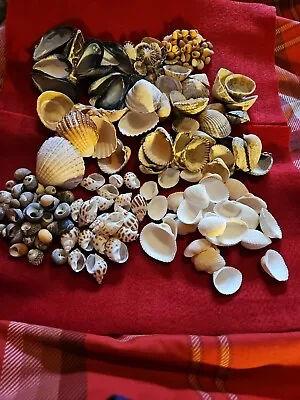 Bundle Various Seashells Shells For Craft Decor • £2.99