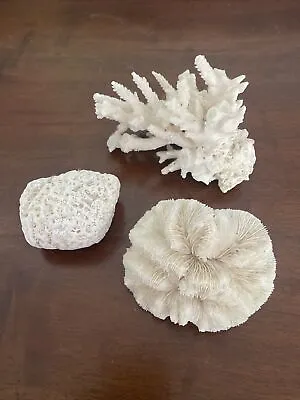 $30 • Buy Dried Natural Coral Collection Lot Of 3 Mushroom Finger Fan Brain Specimens