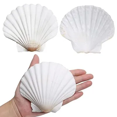 $18.89 • Buy Scallop Shells For Crafts 4-5 Inches 10Pcs Large Sea Shells For Decorating Whi