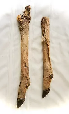 Lot Of 2 Deer Leg Bones • $18