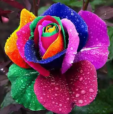 Rainbow Rose Seeds Rare Unusual Stunning Garden Plant • £5.31