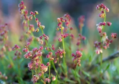 £2.25 • Buy Sheep's Sorrel Rumex Acetosella, Approx, 200 Seeds Wild Flower, Height 20cm