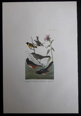 $225 • Buy Audubon's Double Elephant Folio  394-Chestnut-colored Finch   Amsterdam Edition 
