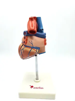 Human Heart Anatomy Medical Anatomical Model Life Size Teaching Student 2 Parts • $34.95