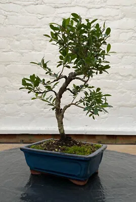 Way Of Life Bonsai Tree Japanese Holly - FREE UK DELIVERY • £115