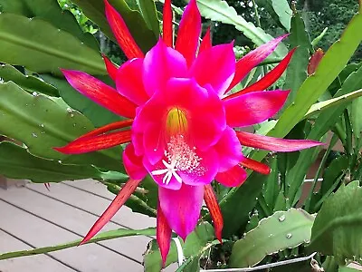 Two Rosy Swirl Orchid Cactus (Epiphyllum) Cuttings + Free Gift Small Cutting! • $16.99