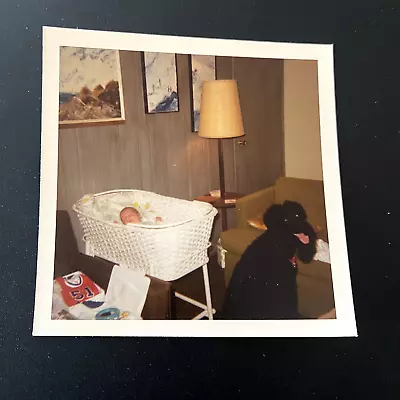 Vintage Snapshot Photo 1970s Baby In Bassinet With Black Poodle • $38.85