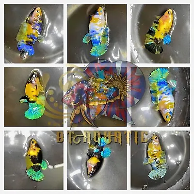 Live Betta Fish HMPK Female Koi Yellow Galaxy Good For Sorority/Breed USA Seller • $18.95