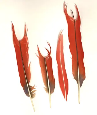 Macaw Red Tail Feathers Broken Damaged Lot Parrot Fly Tying Crafts Peyote • $49.99