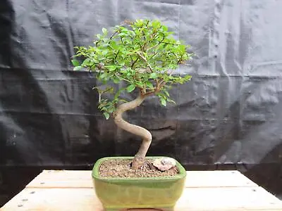 Chinese Elm Bonsai Tree - Curved Trunk Style (Extra Small) • $85.79