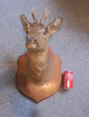 £149.99 • Buy Taxidermy Large Roe Deer Head On Wooden Shield Mount