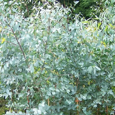 1 X Eucalyptus 'gunnii' Cider Gum Evergreen Tree Hardy Garden Plant In Pot • £9.99