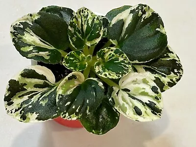 African Violet OS- Dushi Siyanie . Miniature. Variegated Clackamas Foliage. Rare • $19.99