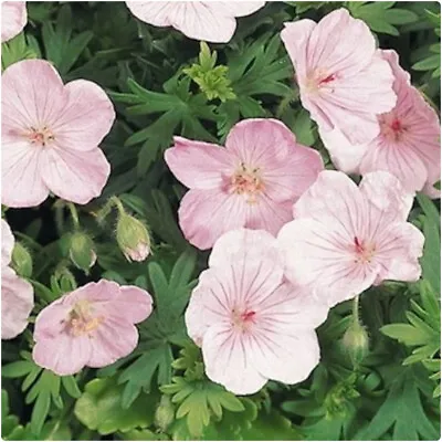 £11.99 • Buy Hardy Geranium Sanguineum 'Vision Light Pink' X 3 Plug Plants Hardy Perennial