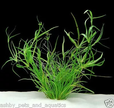 £3.99 • Buy Juncus Repens 10 Aquarium Plants Fish Tank Live Aquatic Shrimp Safe