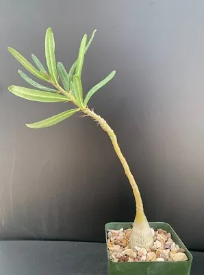 Pachypodium Succulentum - Rare Succulent Well Rooted Plant - 10  Tall • $40