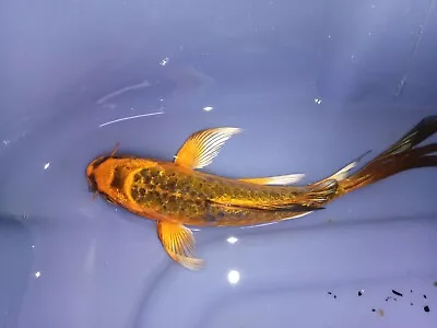 Matsuba Butterfly Koi Fish 4  Inch • $50