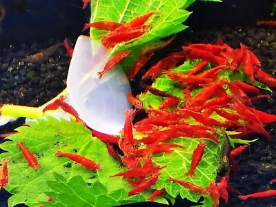 10+1 Fire Red Cherry - Freshwater Neocaridina Aquarium Shrimp. Live Guarantee • $26.95