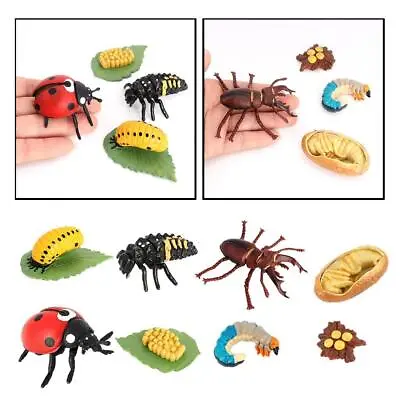 Life Cycle Of A Insect - Includes Egg Larva  And Insect Educational • £7.25