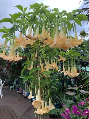 Brugmansia  Maya  Angel’s Trumpet  Potted Plant 4ocm+ (height) • £26.49