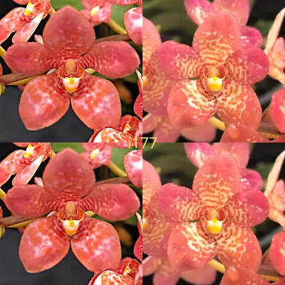 $12.50 • Buy Sarcochilus Orchid Seedling I177 Sarcochilus (Kulnura Taser 'Voltage' X Kulnura