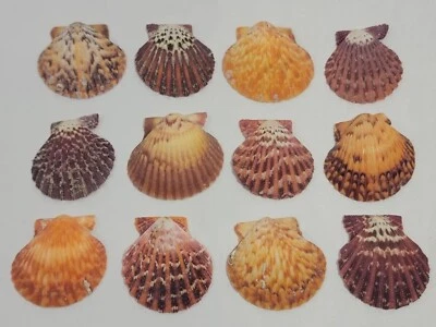 $37.95 • Buy Lot Of 12 Lions Paw 2  Scallop Clam Natural Shells Seashell Multicolor Decor