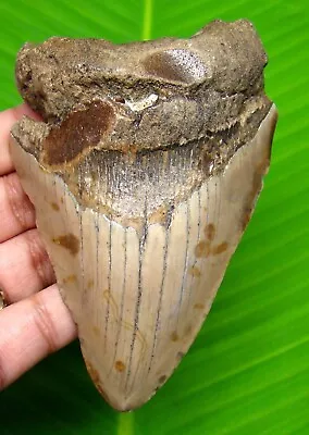 Megalodon Shark Tooth - 4.21 Inches - Shark Teeth - Real Fossil - Megladone • $69