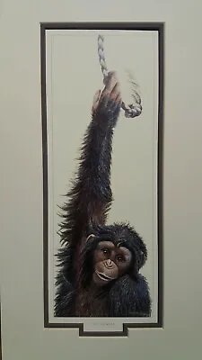 £19.95 • Buy The Swinger By Warwick Higgs Monkey Chimpanzee Mounted