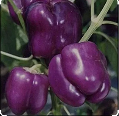 3x PURPLE PEPPER Plug Plants SWEET. • £8.99