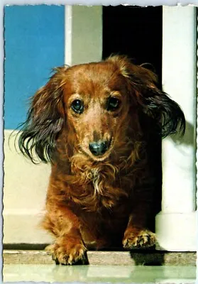 Postcard - Longhaired Dachshund • $8.31