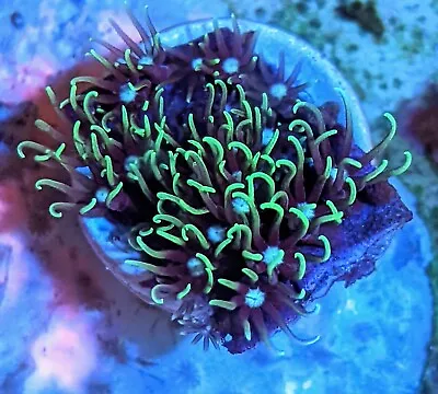 Green Star Polyp GSP Soft Coral Frag Beginner  Live LPS SPS Marine Frags Corals • £14.99