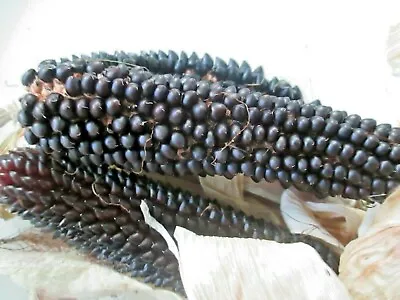 £1.99 • Buy Popcorn,dakota Black - Organically Grown 25 Seeds - Uk Grown