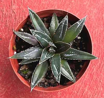 Agave Victoriae Reginae Succulent • $24.95