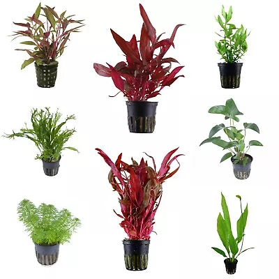 £5.99 • Buy Live Aquarium Aquatic Plants Potted Disease Free Shrimp & Snail Safe EU Grown