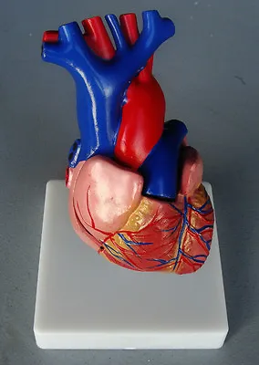 Model Anatomy Professional Educational Medical Heart Model Life Size ARTMED USA • $46.50