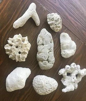 White Coral Beach Ocean Reef 8 Pieces Lot Brain Branch Star Varieties 3  To 6  • $23.96