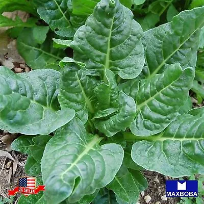 60+ Perpetual  Chard Spinach Seeds -Non-GMO  Heirloom Vegetable BTGO 75% OFF • $1.99