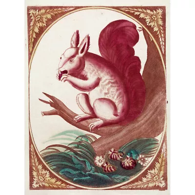 18th Century Squirrel Tree Branch Animal Engraving Canvas Wall Art Print Poster • £13.99
