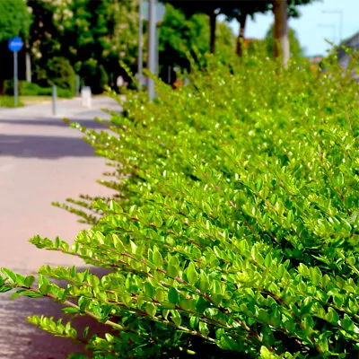£47.99 • Buy 20 Lonicera Nitida  Hedging Box Honeysuckle Tree Plants In 9cm Pots