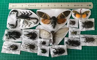 15 Beetle Insects Bugs Real Taxidermy Butterflies Dried Oddities Decor • $39